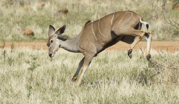 kudu